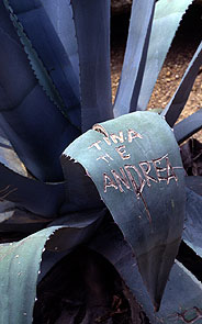 agave