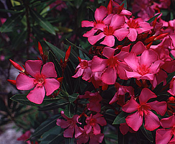 Oleander