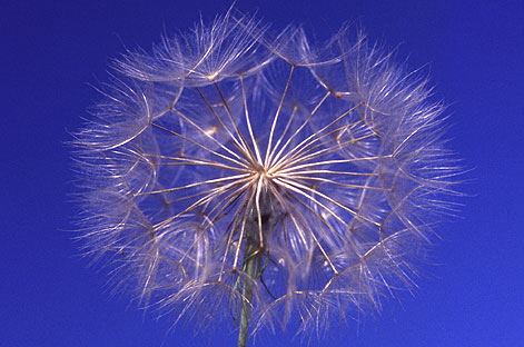 Pusteblume