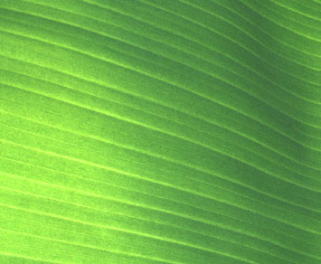 Bananenblatt
