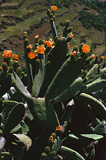 Kaktusblüte